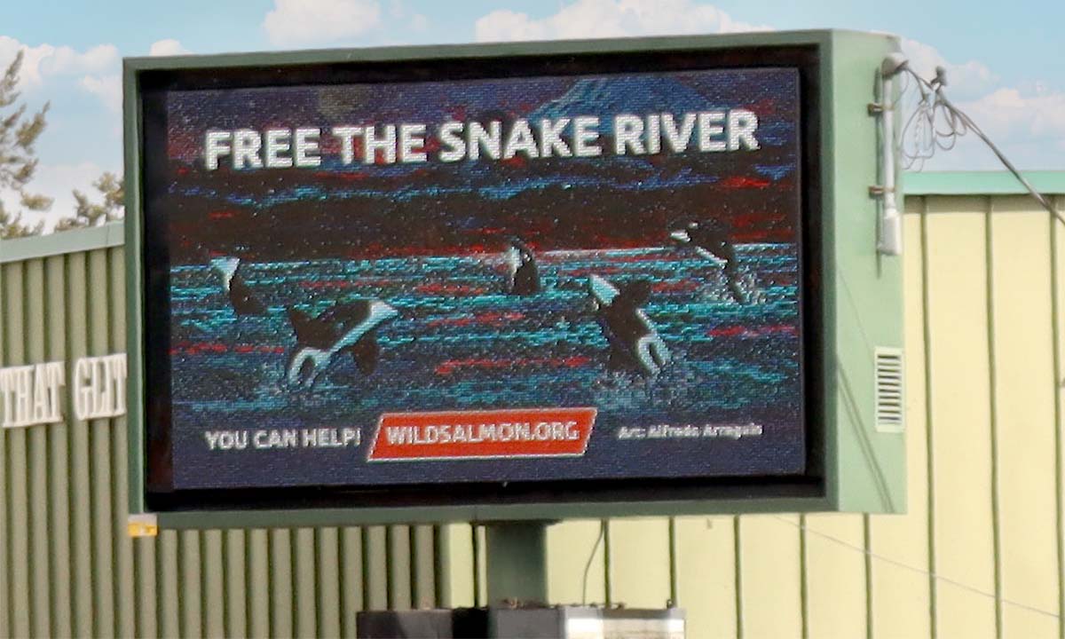 Billboard Orca Grapevine 2022