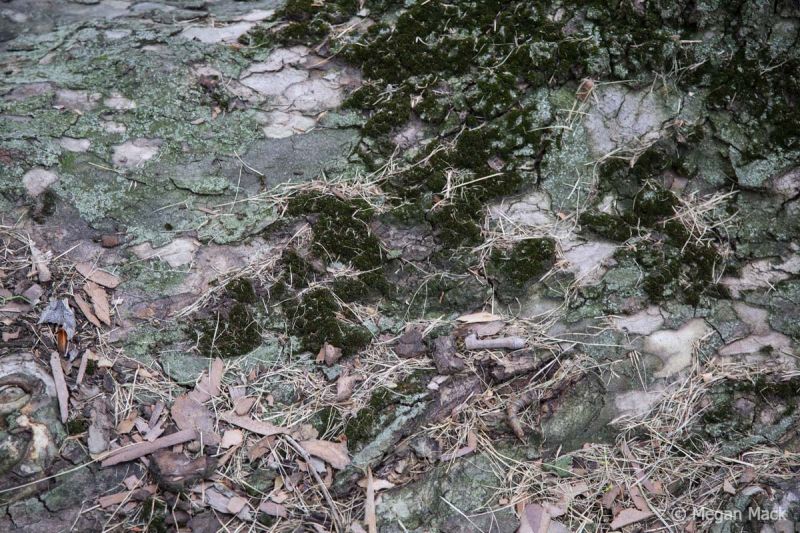 2024 01 17 aor pasco megancmack011 wm 2024 01 17 aor pasco megancmack011 wm