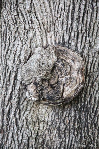 2024 01 17 aor pasco megancmack023 wm 2024 01 17 aor pasco megancmack023 wm