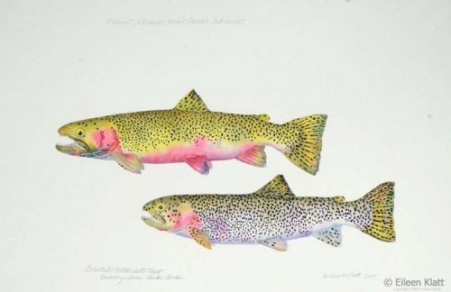 eileen klatt 01 extinct klickitat river coastal cutthroat 800w