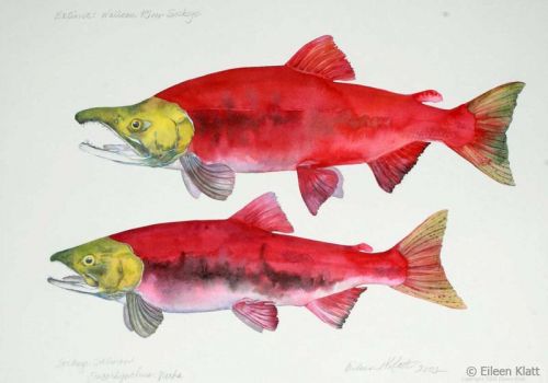 eileen klatt 03 extinct wallowa river sockeye 800w