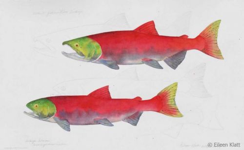 eileen klatt 04 extinct yakima river sockeye 800w