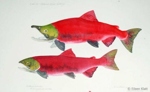 eileen klatt 05 extinct metolius river sockeye 800w