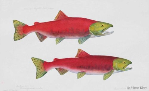 eileen klatt 06 extinct payette river sockeye 800w