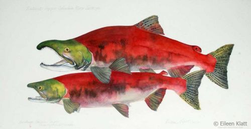 eileen klatt 07 extinct upper columbia river sockeye 800w