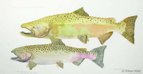 eileen klatt extinct white salmon river spring chinook 800w
