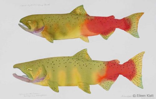 eileen klatt extinct payette river spring chinook 800w eileen klatt extinct payette river spring chinook 800w