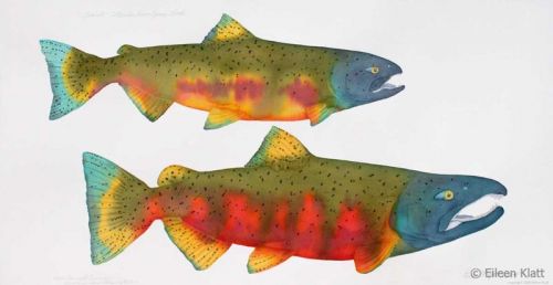 eileen klatt extinct colville river spring chinook 800w eileen klatt extinct colville river spring chinook 800w
