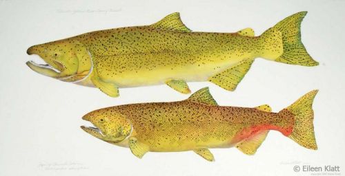 eileen klatt extinct yakima river spring chinook 800w eileen klatt extinct yakima river spring chinook 800w