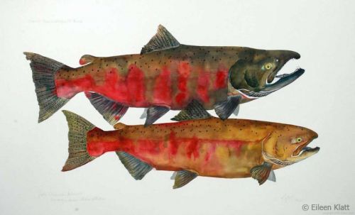 eileen klatt extinct pend oreille river fall chinook 800w eileen klatt extinct pend oreille river fall chinook 800w