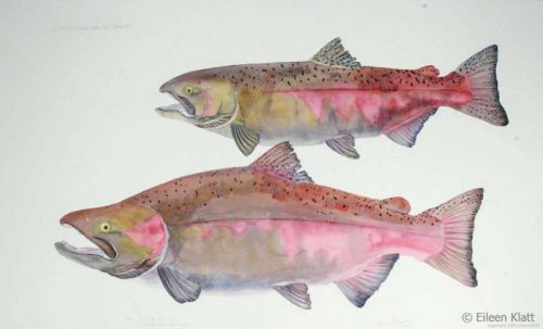 eileen klatt extinct snake river fall chinook 800w eileen klatt extinct snake river fall chinook 800w