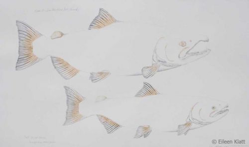 eileen klatt extinct san poil river fall chinook 800w eileen klatt extinct san poil river fall chinook 800w