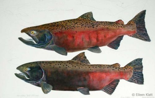 eileen klatt extinct umatilla river fall chinook 800w eileen klatt extinct umatilla river fall chinook 800w