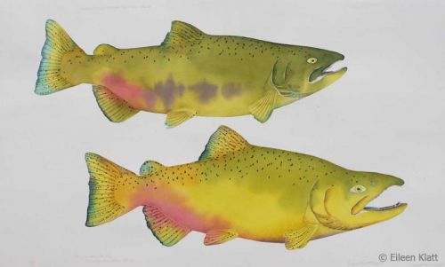 eileen klatt extinct walla walla river fall chinook 800w eileen klatt extinct walla walla river fall chinook 800w