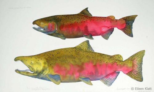 eileen klatt extinct spokane river fall chinook 800w eileen klatt extinct spokane river fall chinook 800w