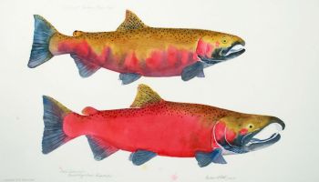 Eileen Klatt: Extinct: Yakima River Coho